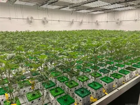 Turn-Key Cultivation Facility