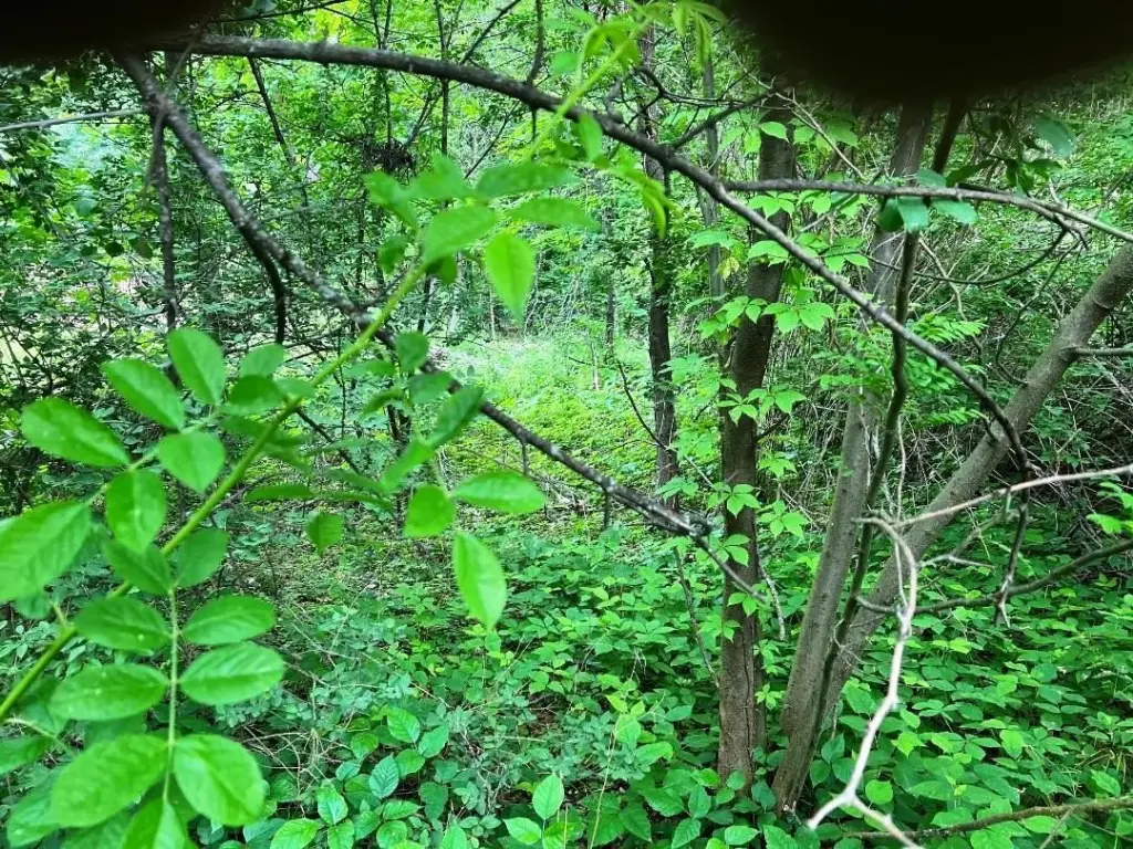 Picture 5
