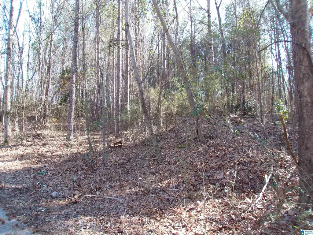 Picture 8