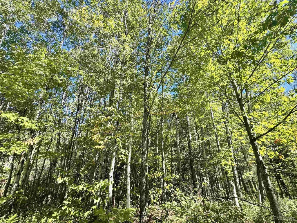 Picture 19