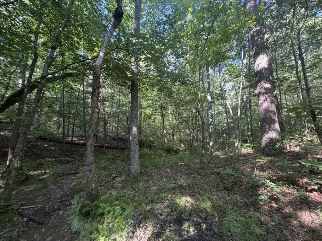 Picture 5