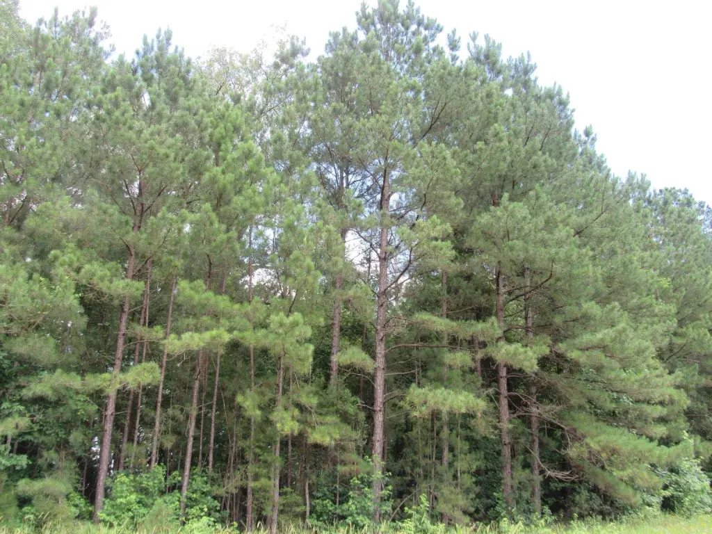 Picture 23
