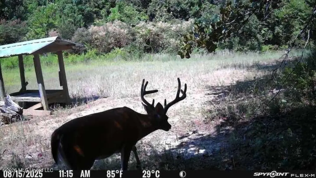 Picture 17