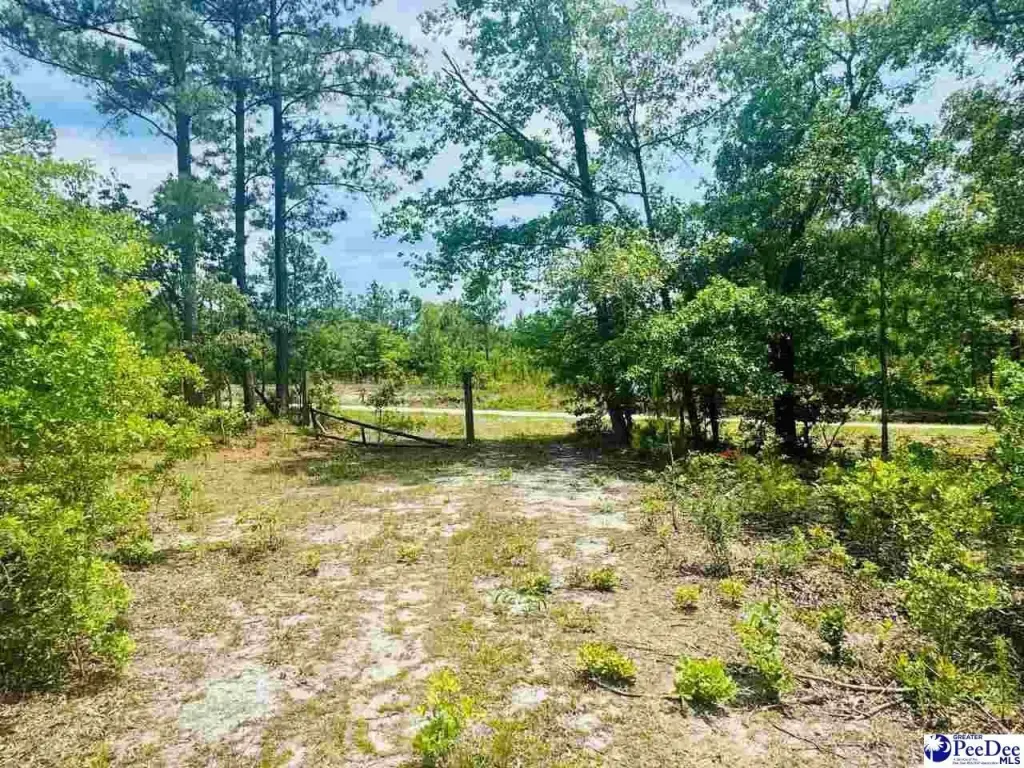 Picture 21