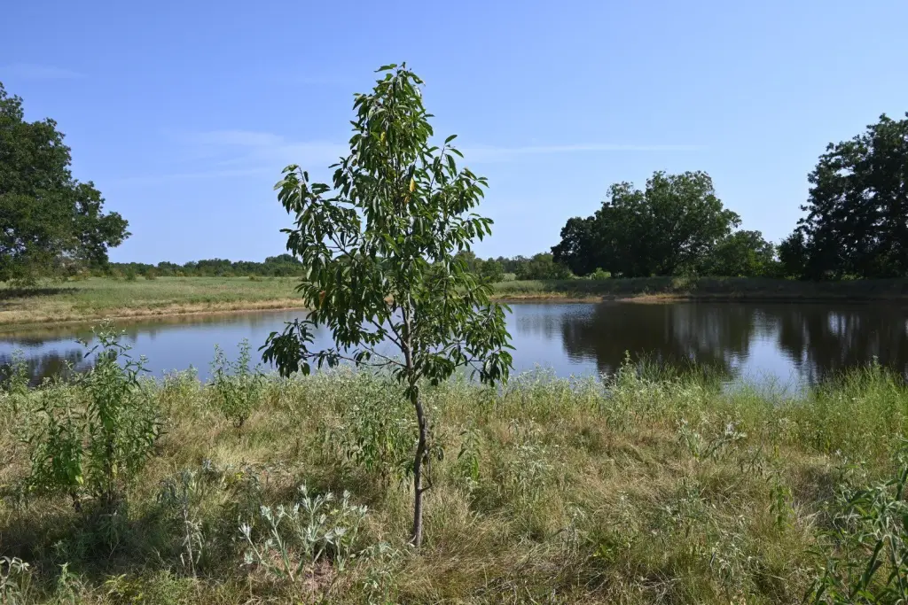 Picture 24