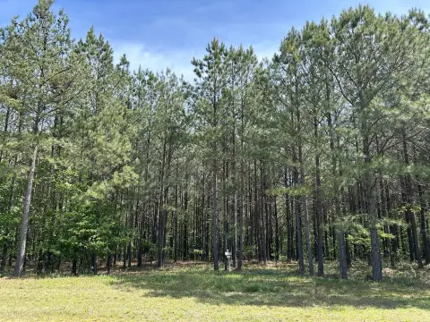Private Wooded Lot in Jasper
