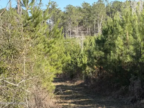 40 Acres of Hunting Land