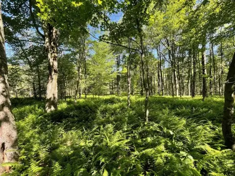 32 Acres Wooded Land, Galeton