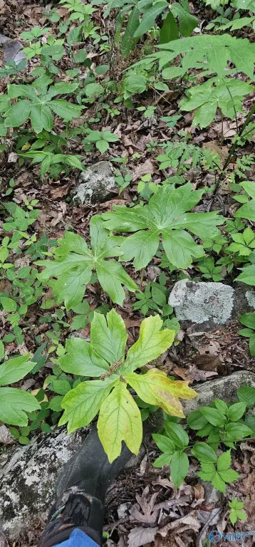 Picture 25