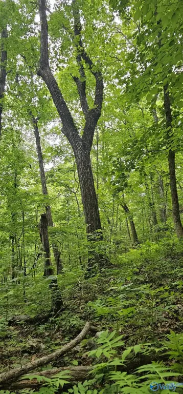 Picture 15