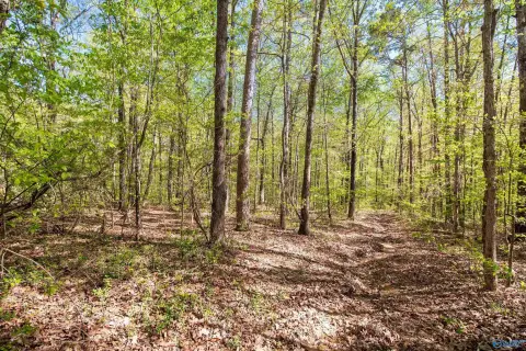 Wooded Lot in Moulton, AL