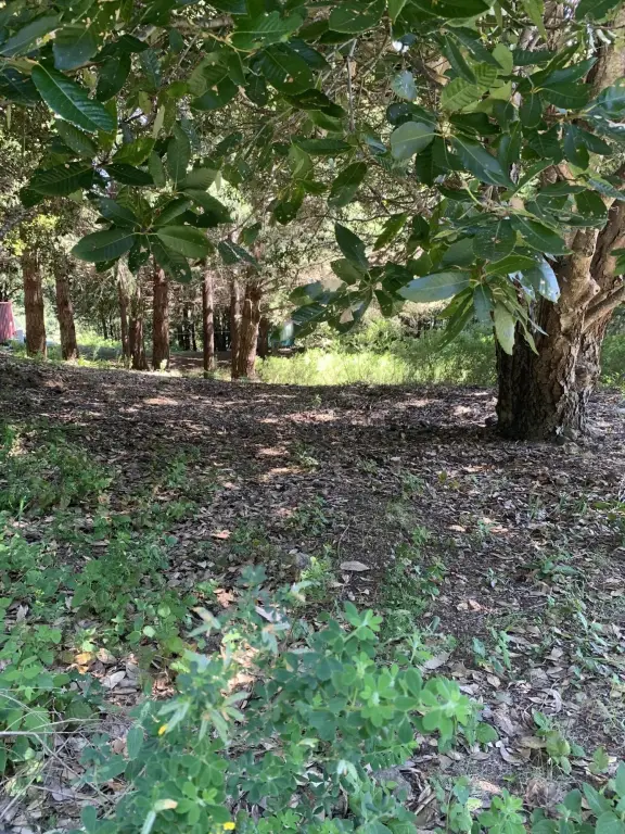 Picture 5