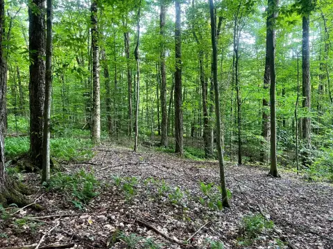 Wooded Hunting Land