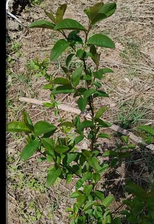 Picture 19