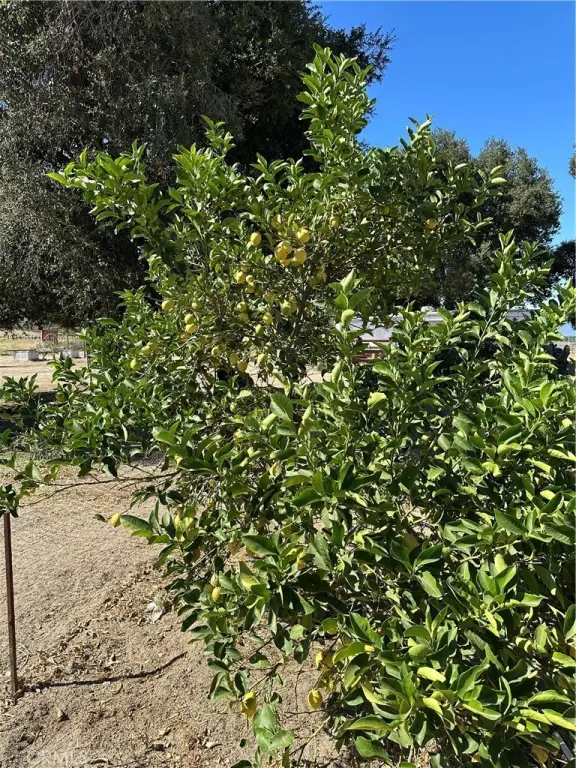 Picture 19