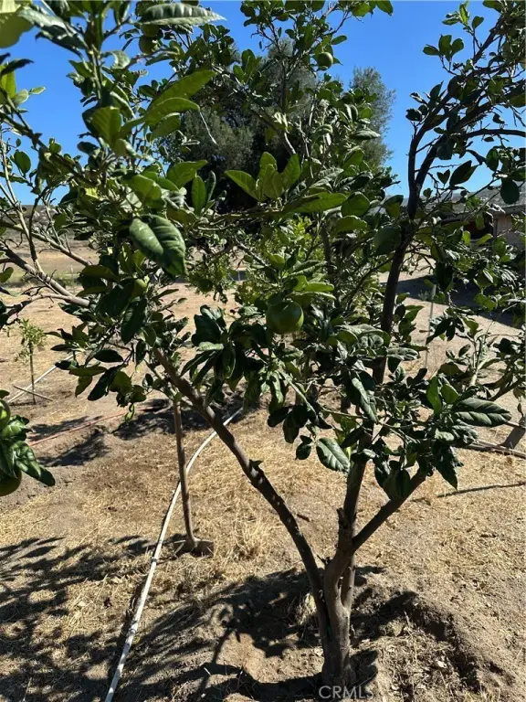 Picture 12