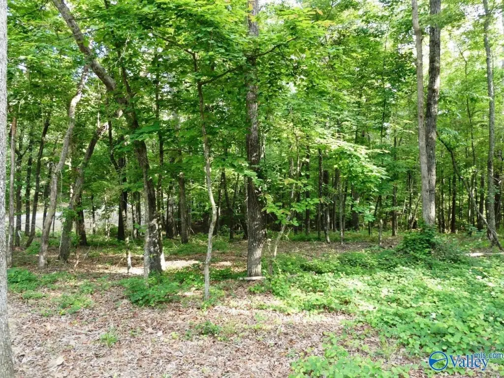 Picture 5