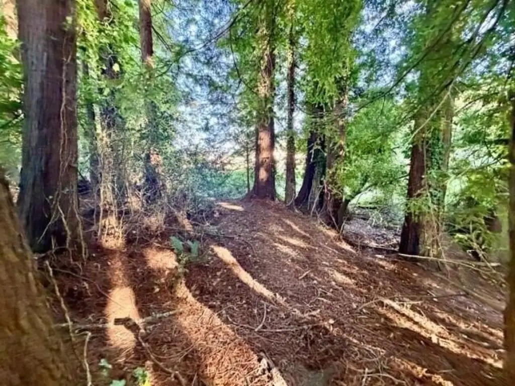 Picture 8
