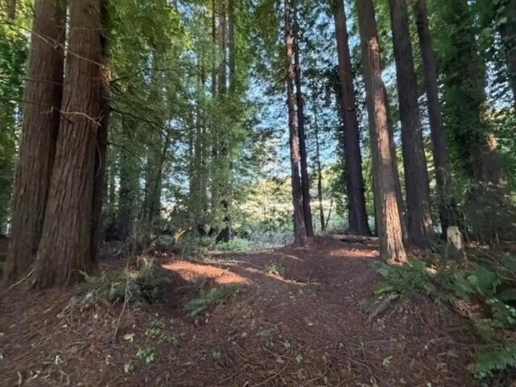 Picture 4