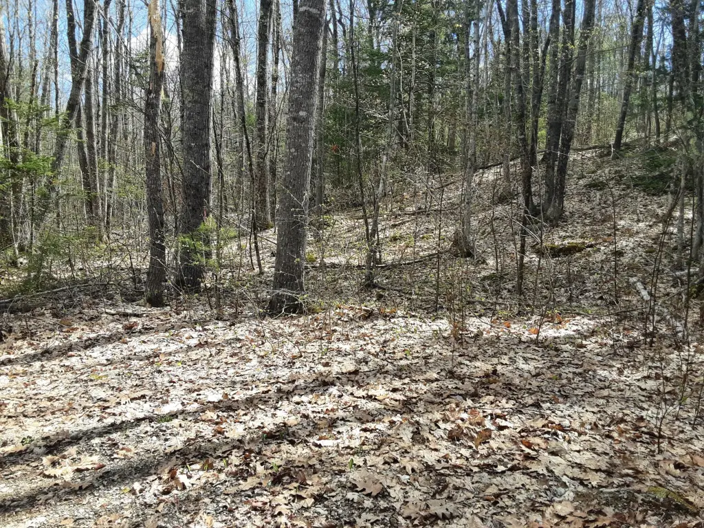 Picture 5