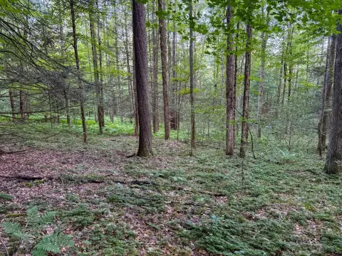 Hunting Land with Cabin