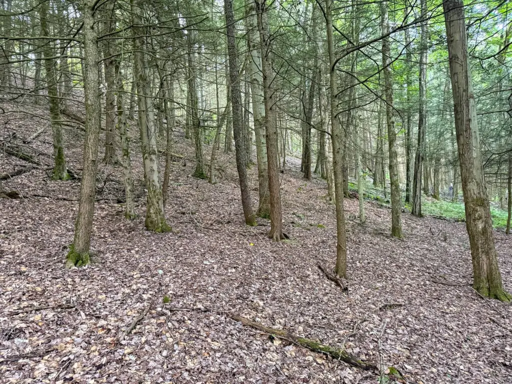 Picture 6