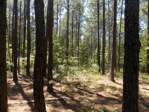 Residential Land Near Lake