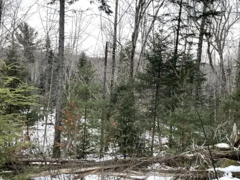 5 AC Wooded Lot