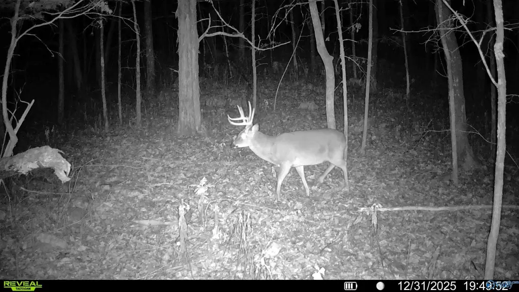 Picture 5