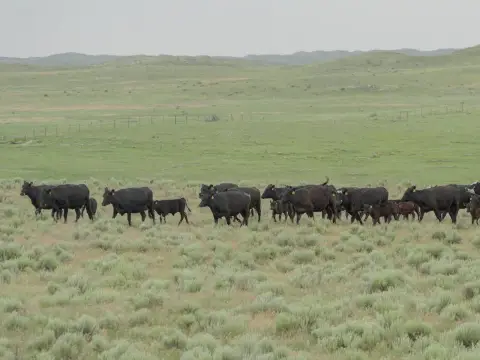 Nebraska Sandhills Ranching Investment Opportunity