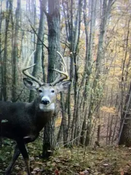 40 Acres Hunting Land Stanwood