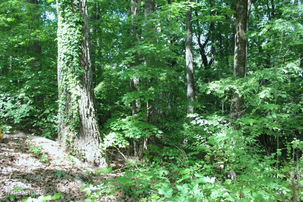 Picture 8