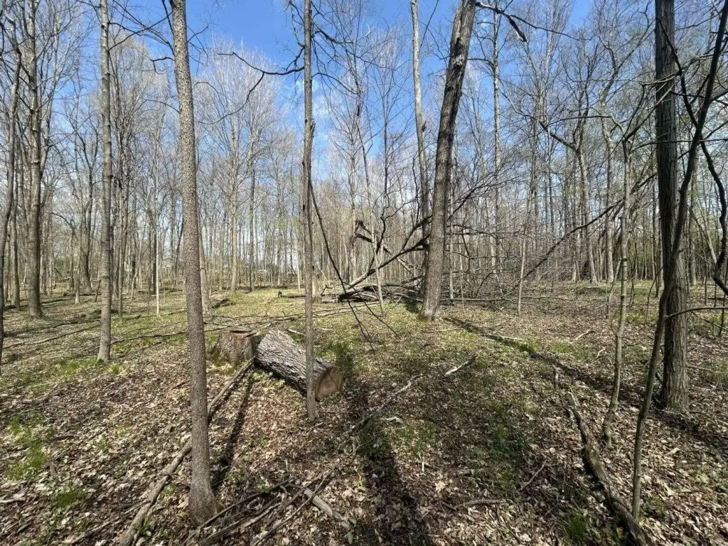 Picture 5