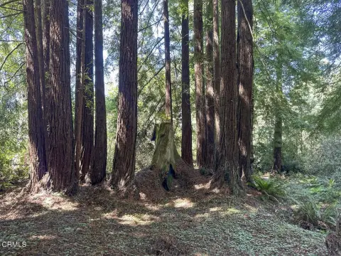 Wooded Acre Parcel in Fort Bragg