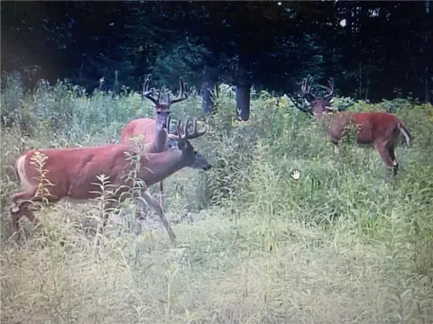 Ladysmith, WI Hunting Land
