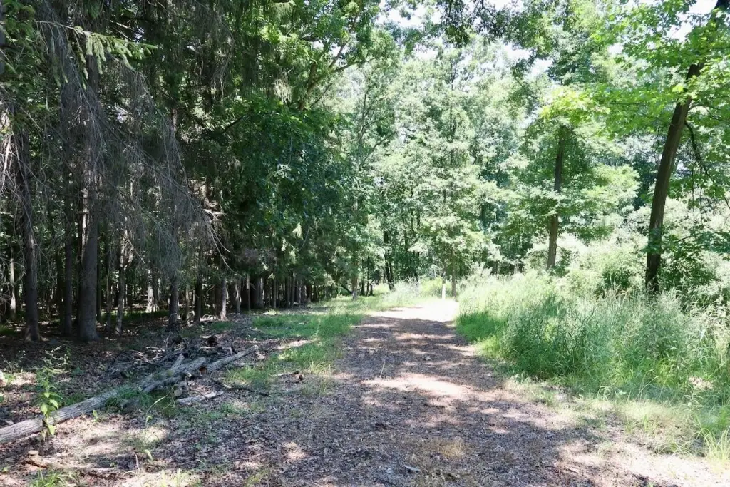 Picture 29