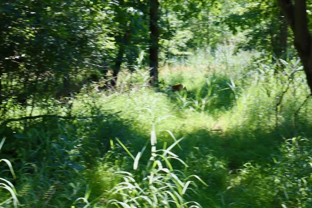 Picture 36