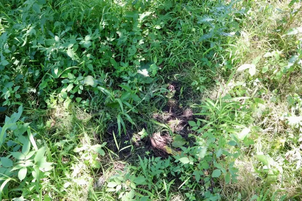 Picture 31
