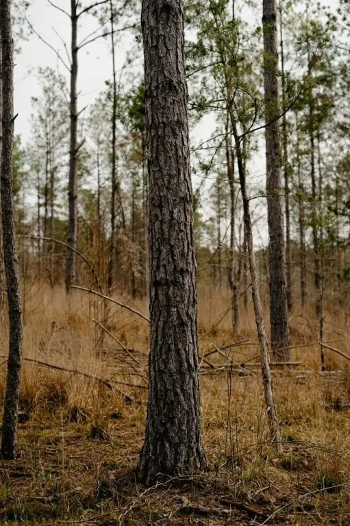 Picture 39
