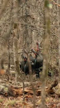 136.5 Acres of Hunting Land