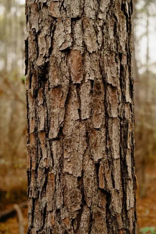 Picture 38