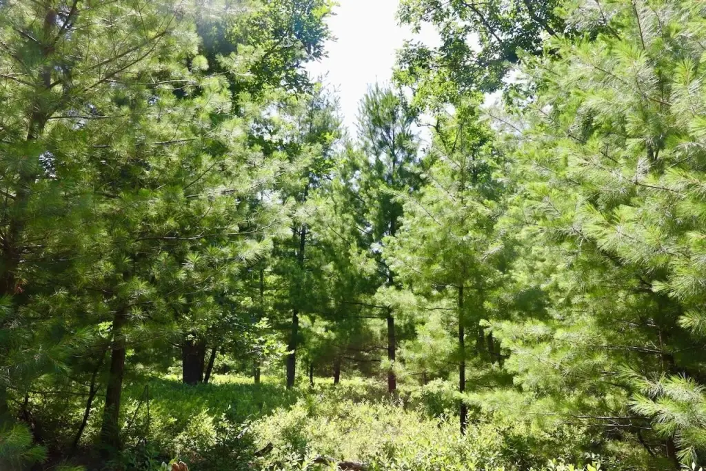 Picture 18