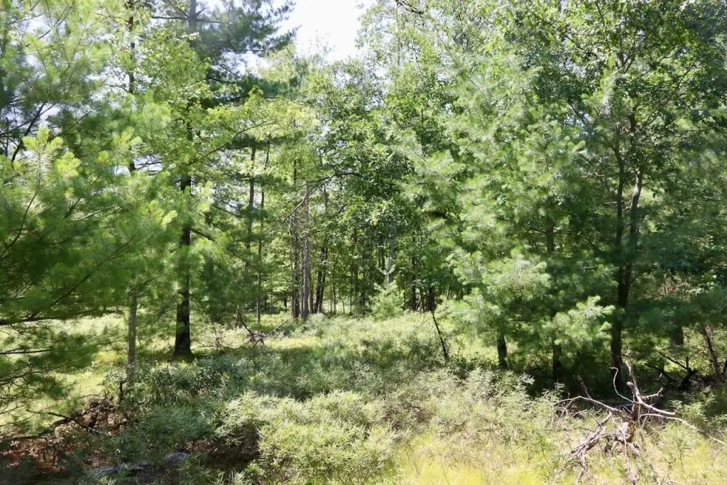 Picture 6