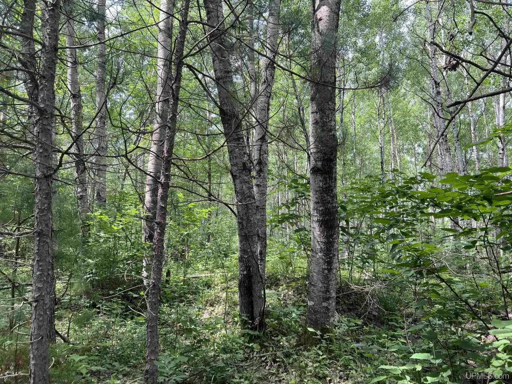 Picture 37