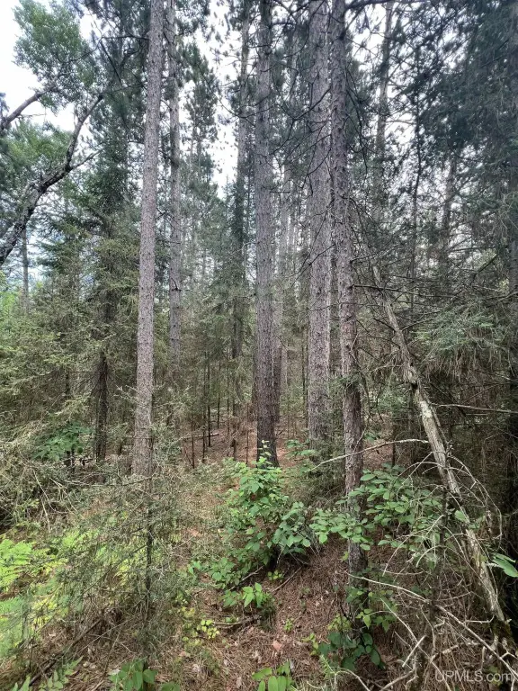 Picture 19