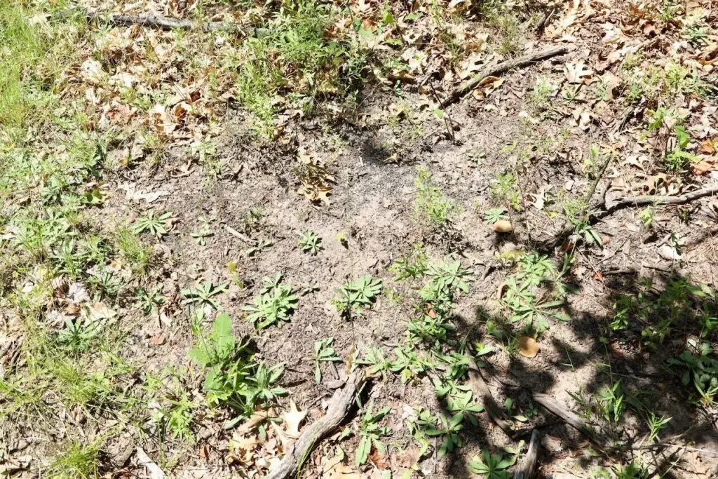Picture 18