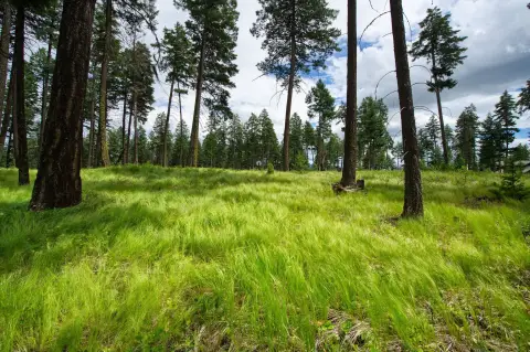 Wooded Land Parcel in Whitefish