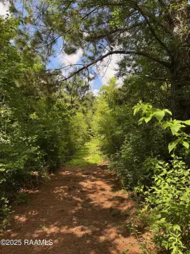 Wooded Land in Arnaudville, LA