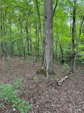 Wooded Lot in Iron Station