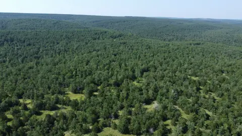 Secluded 80-Acre Hunting Land